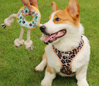 Adjustable dog harness designed for safe and comfortable walking