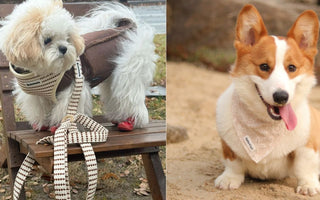 small grain matching dog harness set for daily styling