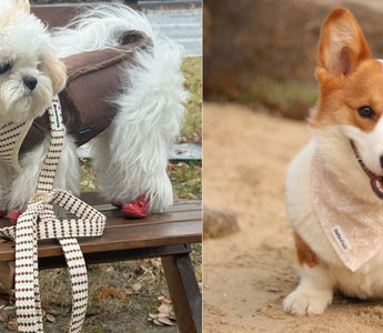 small grain matching dog harness set for daily styling