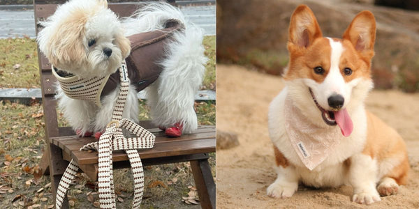 small grain matching dog harness set for daily styling