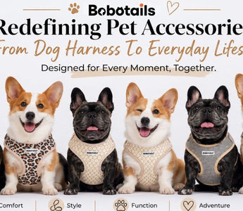 Dog harness to lifestyle Bobotails redefining pet accessories