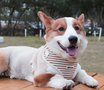 pet supplies plus near me