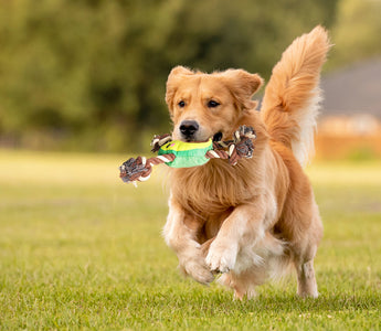 Interactive Dog Toys