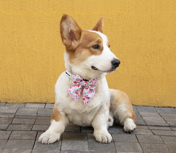 Dog Bow Ties: A Stylish Accessory for Your Furry Friend