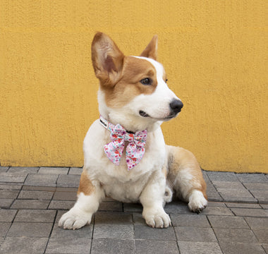 Dog Bow Ties: A Stylish Accessory for Your Furry Friend
