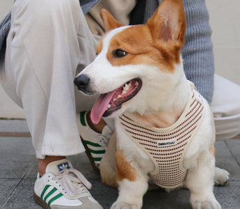 Guide to Choosing and Using the BoboTails Small Grain Dog Harness