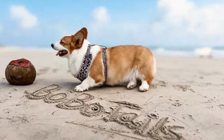 beach day with corgi