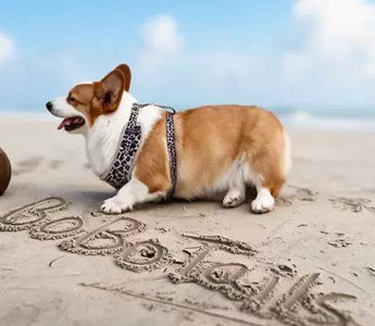 beach day with corgi