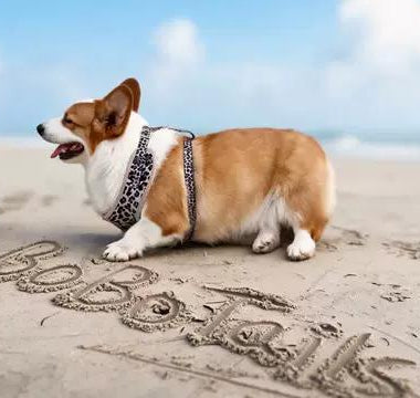beach day with corgi