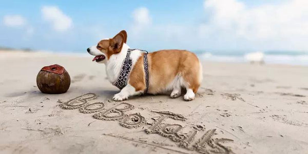 beach day with corgi