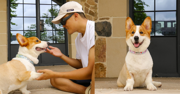 best dog collar