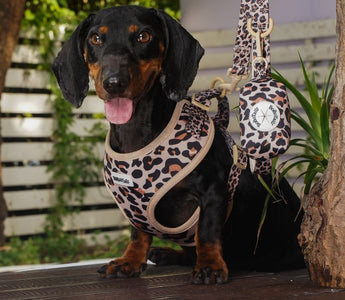 black and tan dachshund wearing Bobotails leopard print dog harness and leash setfront view outdoor