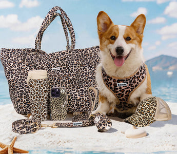 The Ultimate Guide to an Aesthetic Beach Day with Your Dog: Premium Matching Gear & Essentials