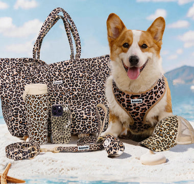 The Ultimate Guide to an Aesthetic Beach Day with Your Dog: Premium Matching Gear & Essentials