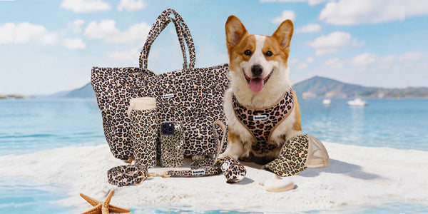 The Ultimate Guide to an Aesthetic Beach Day with Your Dog: Premium Matching Gear & Essentials