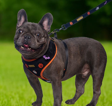 Best Harness for French Bulldogs | No-Pull, Breathable & Escape-Proof Guide