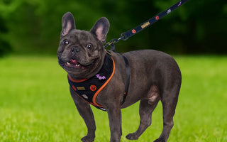 Best Harness for French Bulldogs | No-Pull, Breathable & Escape-Proof Guide