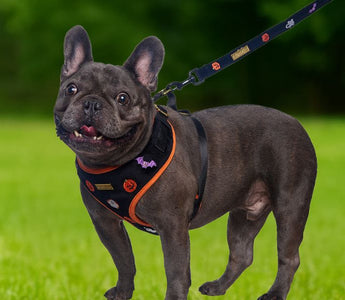 The best harness for french bulldog 