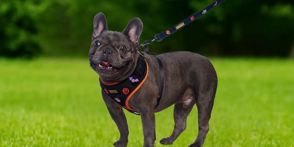 The best harness for french bulldog 