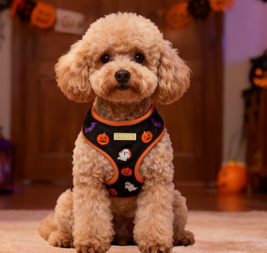 Bobotails halloween dog harness for small and medium size dogs