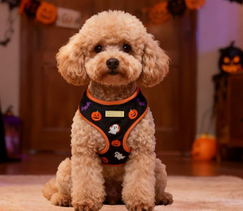 Bobotails halloween dog harness for small and medium size dogs