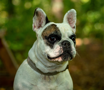 Happy Bulldogs, Fashionable Pets, and Must-Have Dog Essentials