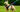 Dog Harness for French Bulldog | Guide to Fit, Safety & Style