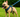 Dog Harness for French Bulldog | Guide to Fit, Safety & Style