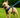 Dog Harness for French Bulldog | Guide to Fit, Safety & Style