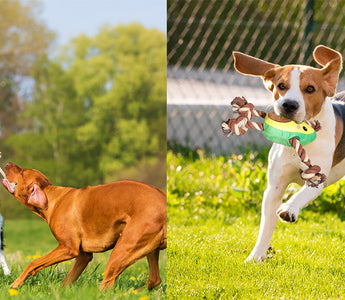 Interactive Dog Toys