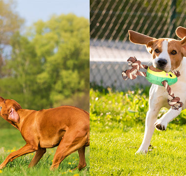 Interactive Dog Toys