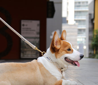 Choosing the Perfect Dog Leash: Styles, Tips, and Top Picks