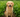can dog eat celery?