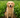 can dog eat celery?