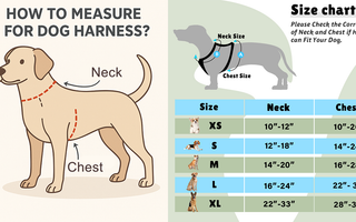 How to Measure for Dog Harness?
