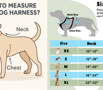 How to Measure for Dog Harness?
