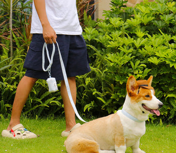 Outfits for Wiener Dogs