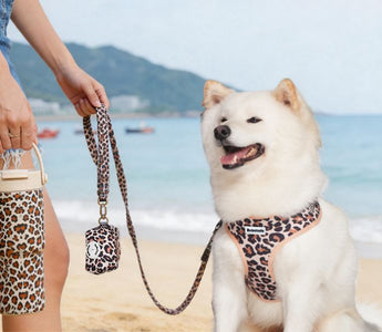 Shiba Inu wearing Bobotails leopard print dog harness sitting on a beach at sunset with palm trees and owners holder matching leopard coffee cup standing beach 