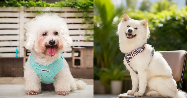 small dog harness on Bichon Frize and medium dogShiba Inu