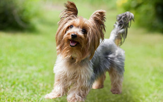 The best harness for Yorkshire Terriers