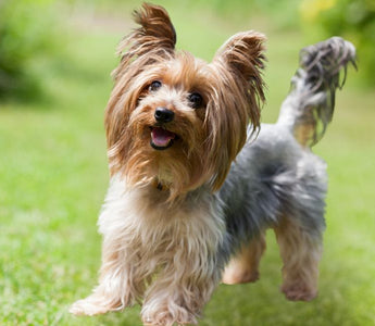 The best harness for Yorkshire Terriers