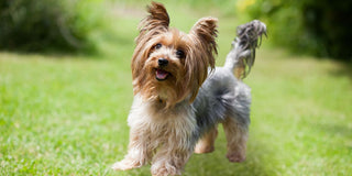The best harness for Yorkshire Terriers