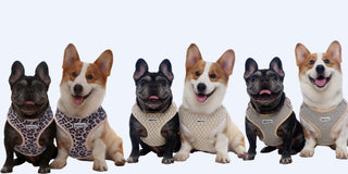 From Dog Harness to Lifestyle: How Bobotails Redefined Pet Accessories