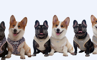 Why Modern Dog Parents Are Trading Basic Harnesses for a Complete Matching Lifestyle