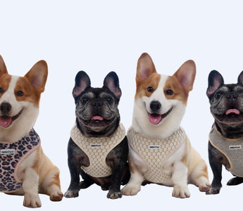 Why Modern Dog Parents Are Trading Basic Harnesses for a Complete Matching Lifestyle