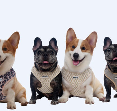 Why Modern Dog Parents Are Trading Basic Harnesses for a Complete Matching Lifestyle