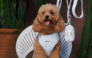 Tested on Real Poodles: The Best Harness for Poodles — No-Pull, Escape-Proof & Curl-Friendly
