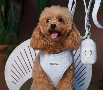 Tested on Real Poodles: The Best Harness for Poodles — No-Pull, Escape-Proof & Curl-Friendly