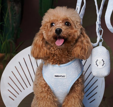 a toy poodle is wearing bobotails morning glory blue dog harness and matching leash set