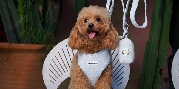 a toy poodle is wearing bobotails morning glory blue dog harness and matching leash set